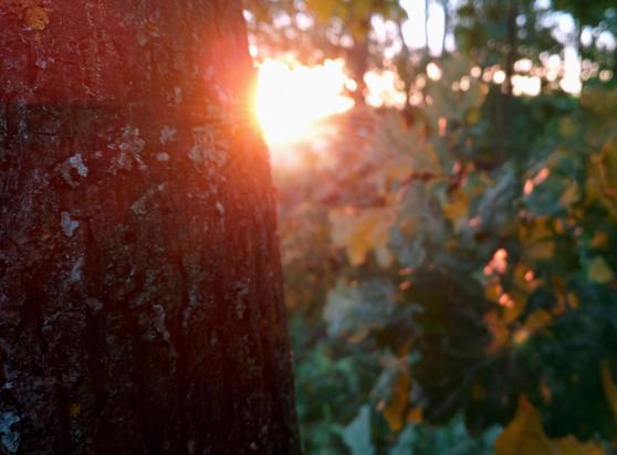 A photo of a sunset shimmering through trees.