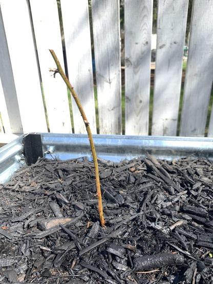 Are my berries looking okay?