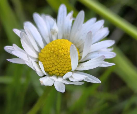 Ein Gänseblümchen in Nahaufnahme