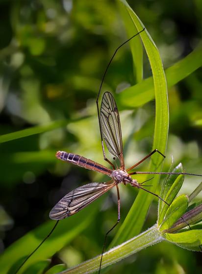 Insect close-up from tonight, in my garden.