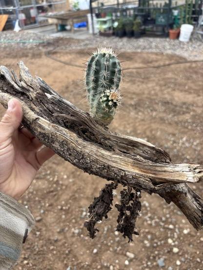 Wild seedling rooting through a dead branch