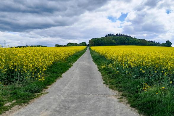 Fahrradweg zwischen zwei gelben Rapsfeldern