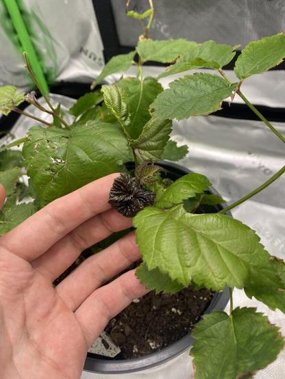 Purple leaf on blackberry bush