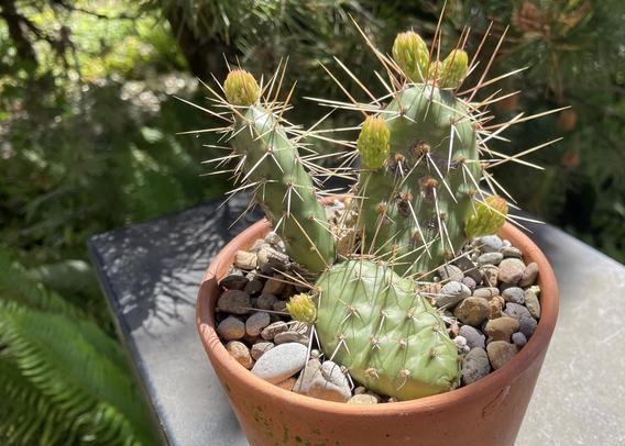 Opuntia fragilis is seen in dappled sunlight as I take a look at the new growth that has emerged in the last ten days. The pads are protected by many clusters of spines that require any weeding or maintenance be done with long tweezers. This cactus lives in this pot outside all year, so the soil is fast draining so the winter rains don’t drown it.