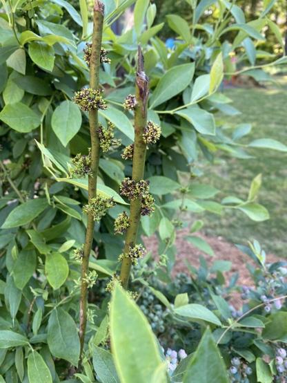 What’s up with my blueberry bush?