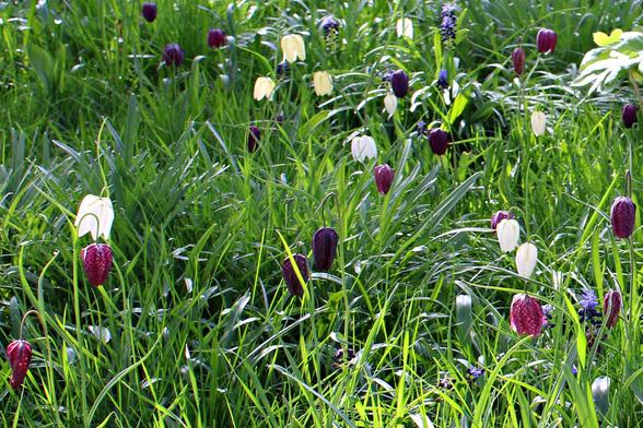 White, maroon and purple fritillaria and a couple of purple hyacinth in long grass in a mix of sun and shade.