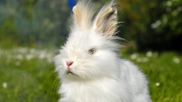Tierheim Nürnberg: Angora-Kaninchen-Mix Ash sucht Heim