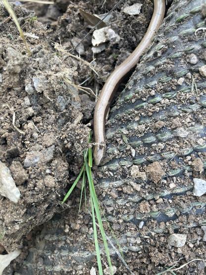 A slender, light brown common slow worm is partially visible, blending into the earth and vegetation. Surrounding it are bits of soil, roots, and small patches of grass.