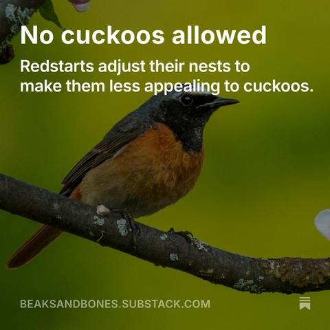 Photo of a common redstart sitting on a branch, green background. White text on top of the photo:

No cuckoos allowed

Redstarts adjust their nests to make them less appealing to cuckoos.