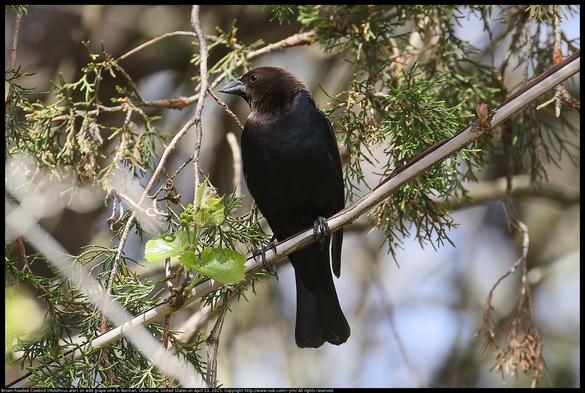 A Brown-headed Cowbird (Molothrus ater) was standing on a wild grape vine near cedar twigs in Norman, Oklahoma, United States on April 13, 2025.