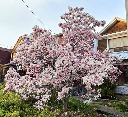 A magnolia tree in full bloom, pretty in pink.