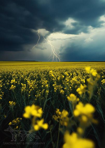 A field of yellow flowers under a stormy sky with lightning striking in the distance. The foreground flowers are in focus, while the background shows a vast field and dark, dramatic clouds. A watermark in the bottom left reads 'SANDNER ART & PHOTOGRAPHY' with a geometric fox logo.