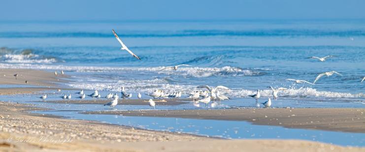Nature’s Beachcombers

"The image captures a peaceful coastal scene, where a group of birds is gathered along the shoreline. Their slender forms stand against the backdrop of shimmering water and soft, rippled sand. Some birds appear to be wading in the shallows, while others rest on the beach, their feathers blending with the muted tones of the sand. Gentle waves roll in, creating a rhythmic contrast to the stillness of the birds. The sunlight reflects off the water’s surface, casting a bright, natural glow that enhances the serene atmosphere. Overall, the image conveys a sense of tranquility, the quiet harmony between wildlife and the ocean’s edge." - Copilot