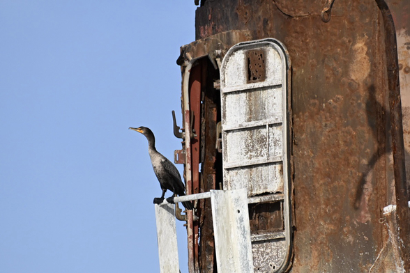 A cormorant perched on the Bloody Point lighthouse