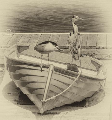 A vintage look in sepia monochrome, of a Black-Crowned Night Heron and Great Blue Heron sitting on a rowboat - the larger Great Blue on the seat and the other on the front gunwall.  The boat is on a deck, water visible beyond the deck and the birds.  Light vignette fading to the edges.