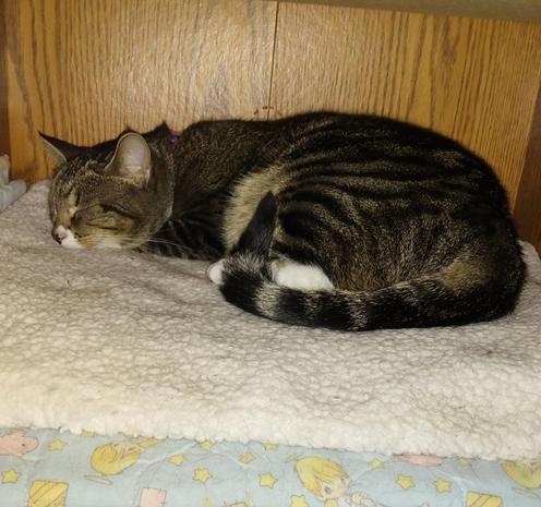 Pax, our little tabby cat with white markings, is sleeping peacefully on a soft, fuzzy, white blanket with blue trim.  She is lying inside a compartment in a bookcase/entertainment center.