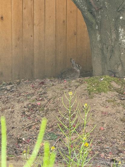 a lil brown rabbit chillin by the fence in my backyard