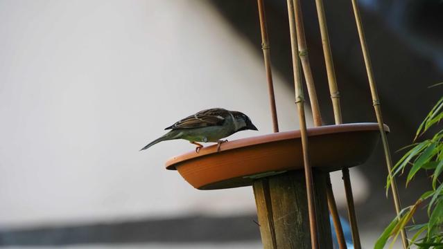 Spatz auf einer Futterschale, welche auf einem schrägen Pfosten geschraubt ist
