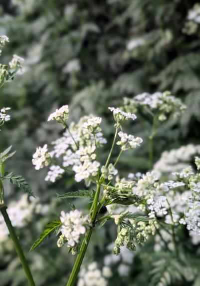 Nature Thursday