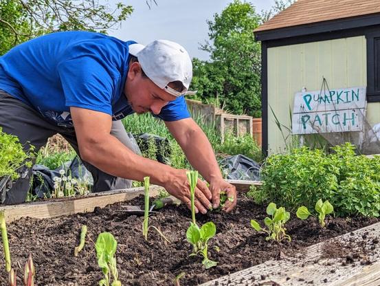 The Beginner's Guide To Vegetable Gardening In Chicago