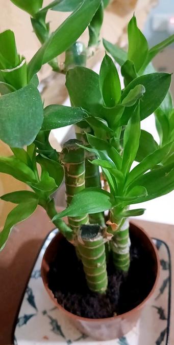 Four stems of a bamboo plant growing in a brown, plastic pot.  It sits in a white and blue, square, porcelain saucer.