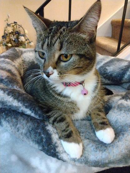 A young tabby cat with white markings, named Pax, is lying in her nest of soft, fuzzy, grey and white blankets.  She is on a low cat tower by a stairway.  Her head is turned as she looks at something on the left.  Her eyes are gentle and amber-colored.  Two white mittens are protruding over the edge of the blanket nest.