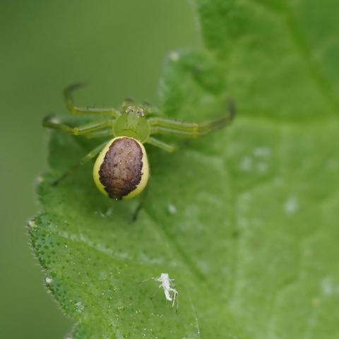 The lime green legs, head and thorax are almost invisible against the leaf. The abdomen has narrow yellow margins but is otherwise hazelnut brown. Hidden in plain sight