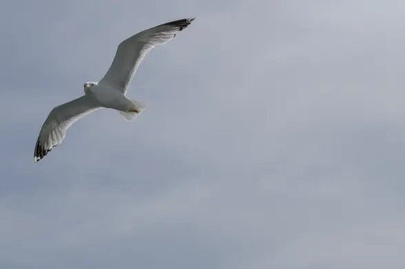 Low angle photography of a seagull gliding in the air. The seagull appears to have its head turned to the camera. A quasi-uniform pale blue sky provides the backdrop.