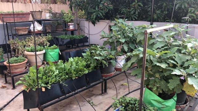 UAS-B set to give push to urban gardening in Bengaluru through training and consultation