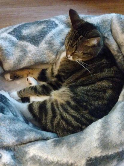 Pax, our sleepy tabby cat with white markings, is lying on her side in her nest of soft, grey and white blankets.  Her four legs are sticking out in front of her.  One striped foreleg is draped over a long white hind leg.  Some pink and black toe beans are showing.
