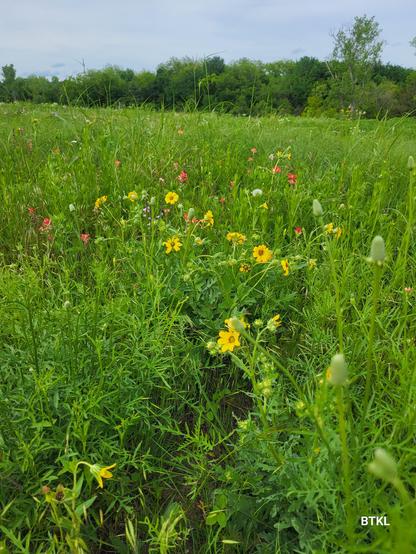 A mix of coreopsis and paintbrushes in a green meadow