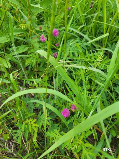 Purple puffballs of touch-me-not peek out from the tall grass