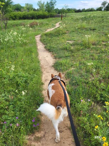 Happy heeler girl on a dirt path surrounded by wild verbena and carrot