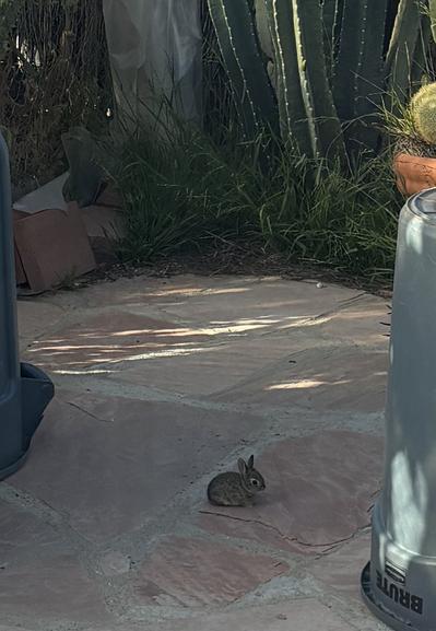 A side view of a baby bunny on a pink and gray colored flagstone patio.