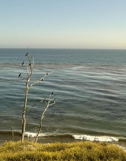 tree trunck and branches with no leaves on a cliff overlooking the ocean. Tree is full of black Cormorant birds.
