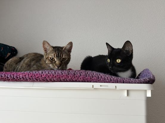 Les deux chattes couchées sur une couverture posée sur une caisse en plastique