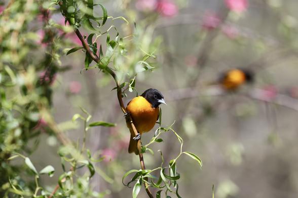 Baltimore Oriole on a semi curly willow