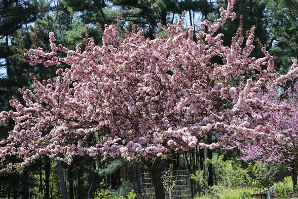a very bloom heavy crab apple tree