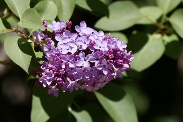 The Lilacs are blooming