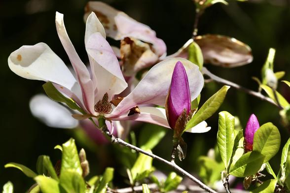 a magnolia nearly spent bloom and a new bud