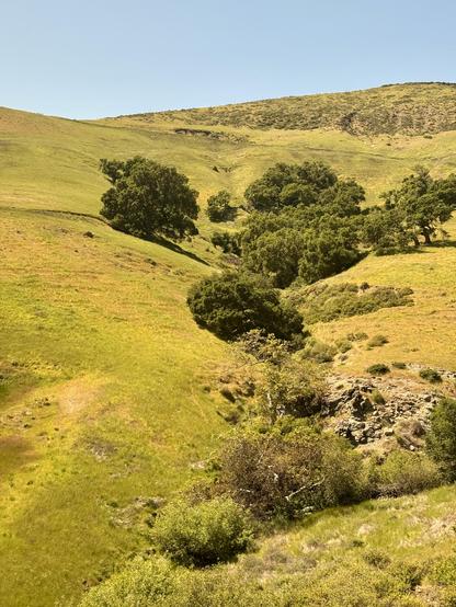 Hill with a ravine running down the middle. The grass on the hill is bright green/yellow and there are some darker trees alongside the ravine.