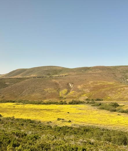 View from the train window. In the foreground dark green scrub in the middle bright yellow flowers in the distance brown hills.
