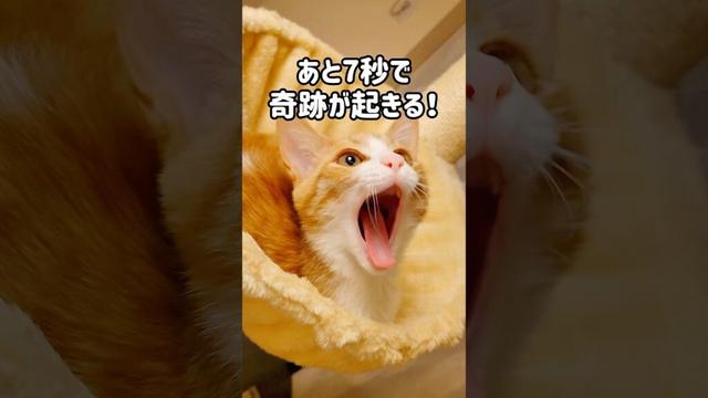 あと7秒で奇跡のシンクロを起こす子猫！#ねこ #猫 #子猫 #茶白猫 #保護猫 #茶トラ白 #cutecat #Kitty #cat #猫好きさんと繋がりたい