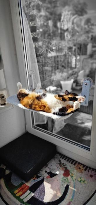 Cat sleeping