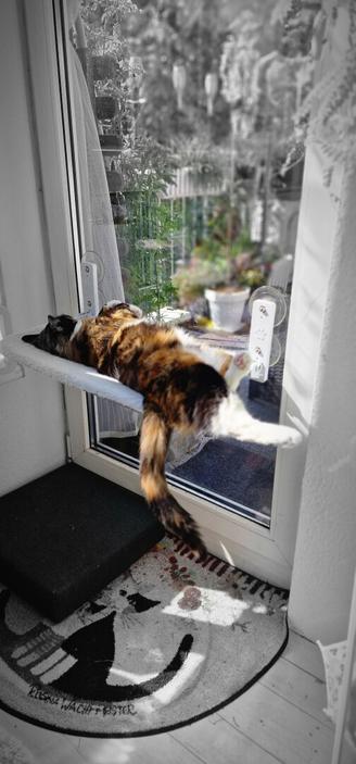 Cat sleeping