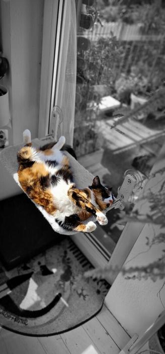 Cat sleeping