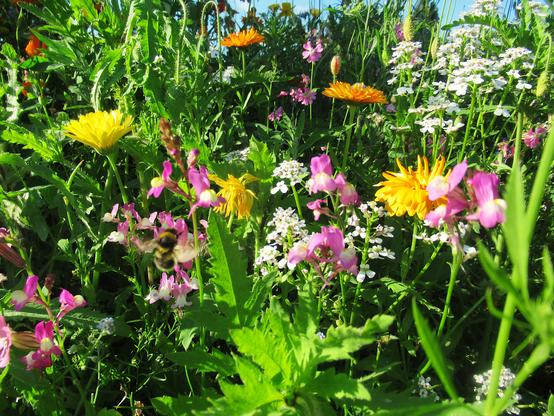 Wildblumen und eine Hummel, oben etwas blauer Himmel
