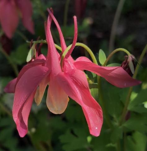 eine Blüte in altrosa, welche wie ein Lampenschirm nach unten hängt. Nach oben stehen drei spitz zulaufende Sporne empor, vier Blütenblätter  biegen sich nach unten, sie sind länglich schmal geformt. In der Mitte ragen gelbliche kurze eher rundliche Blütenblätter nach unten. Im Hintergrund ist in hellem Grün Blattwerk und Blatt-/Blütenstiele.