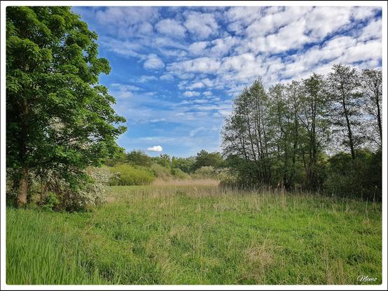 Bildbeschreibung:
Eine große freie Fläche mit Büschen und Bäumen vor hellblauem Himmel mit einigen weißen Wolken.