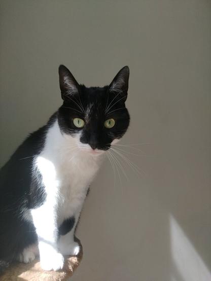 A profile picture of me, Guadalupe, a black and white cat